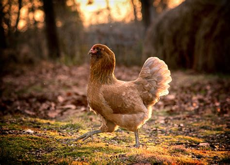 ameraucana club|ameraucana chicken characteristics.